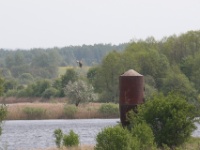 2016-05-14 12h13m45 - Zeearend - Jan van Kleef